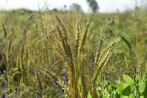 trigo espigões ,cereal plantado dentro la pampa, Argentina foto