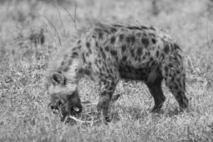hiena comendo, sul África foto