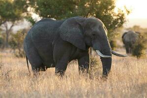 africano elefante, sul África foto