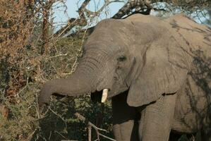 africano elefante comendo, sul África foto