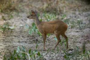 cinzento brocket,mazama gouazoubira,mato grosso, Brasil foto