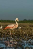 flamingos, patagônia Argentina foto