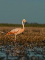 flamingos, patagônia Argentina foto