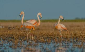 flamingos, patagônia Argentina foto