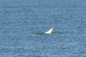 orca bebê rabo , patagônia Argentina foto