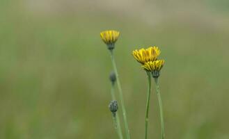 amarelo selvagem flor dentro Patagônia, Argentina foto