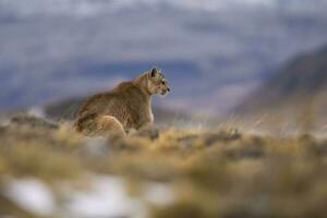 puma , torres del paine nacional parque, Patagônia, Chile foto