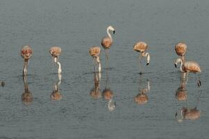 flamingos descansar dentro uma salgado lagoa, la pampa província, patagônia, Argentina. foto