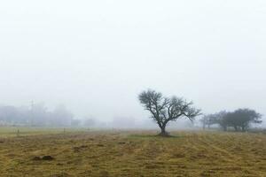 solitário árvore dentro Grosso névoa às alvorecer, dentro pampas paisagem, la pampa província, Patagônia, Argentina. foto