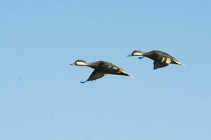 branco bochecha pintail, dentro voo, la pampa província, Patagônia, Argentina foto