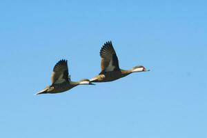 branco bochecha pintail, dentro voo, la pampa província, Patagônia, Argentina foto