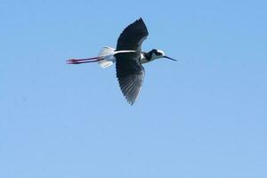 Preto pescoço palafita, himantopus melanuro, la pampa Argentina foto