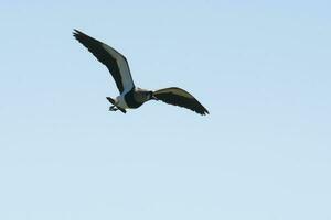 Preto pescoço palafita, himantopus melanuro, la pampa Argentina foto