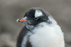 gentoo pinguim, hannah apontar, antartica foto