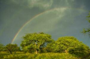 floresta paisagem, com arco-íris, pampas, Argentina foto