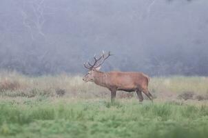 masculino vermelho veado dentro la pampa, Argentina, parque luro, natureza reserva foto