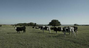 vacas dentro interior, pampas, Argentina foto