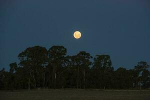 sangue lua, eclipse visto de, la pampa, janeiro 21, 2019 Argentina foto