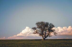 solitário árvore dentro la pampa, Argentina foto