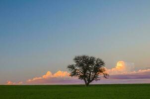 solitário árvore dentro a simples, pampas, Argentina foto