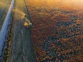 sorgo colheita, dentro la pampa, Argentina foto