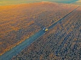 sorgo colheita, dentro la pampa, Argentina foto