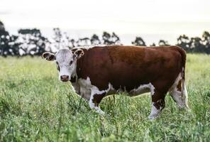 vacas dentro campo, em pampas paisagem, Argentina foto