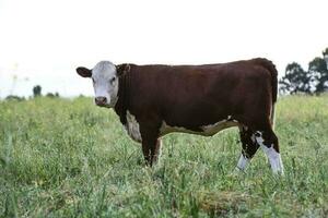 branco face vaca dentro a Argentino campo foto