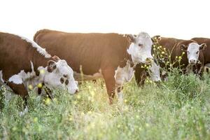 gado Reprodução dentro a província do Buenos ares, Argentina foto