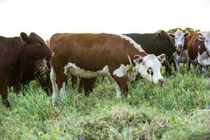 alimentado Relva gado, vacas dentro pampas, Argentina foto