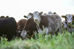 exportação novilhos, alimentado com natural grama, pampas, argentina foto