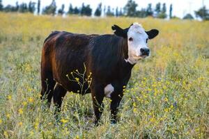 vaca elevado com natural grama, pampas, Argentina foto