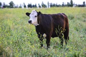 vaca elevado com natural grama, pampas, Argentina foto