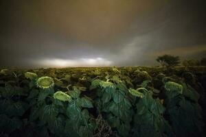 campo girassóis com tormentoso céu, pampas, Argentina foto