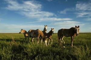 cavalos dentro a Argentino zona rural, la pampa província, Patagônia, Argentina. foto