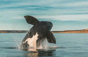 sulista certo baleia, saltando comportamento, porto madryn, Patagônia, Argentina foto