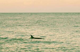 orca caçar mar leões, patagônia , Argentina foto