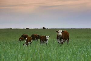 gado levantando com natural pastagens dentro pampas interior, la pampa província, patagônia, Argentina. foto