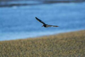 americano ostraceiro, hematopus paliato, dentro voo, vôo dentro uma patagônico de praia ambiente, Patagônia, Argentina. foto