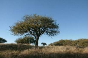 caldeirão floresta paisagem, geoffraea decorticantes plantas, la pampa província, Patagônia, Argentina. foto