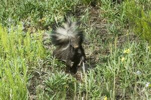 porco nariz Skunk, la pampa província, patagônia Argentina foto