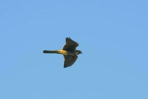 aplomado falcão dentro voo, patagônia Argentina. foto