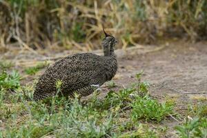 elegante com crista tinamou, eudromia elegantes, pampas pastagem ambiente, la pampa província, Patagônia, Argentina. foto