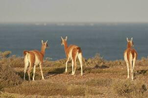 guanaco, lama guanicoa, luro parque, la pampa província, la pampa, Argentina. foto