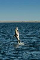 obscuro golfinho pulando, Península valdes, patagônia, argentina foto