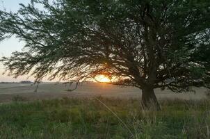 caldeirão floresta paisagem, la pampa província, Patagônia, Argentina. foto