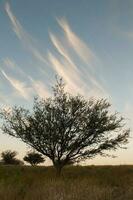 pampas Relva paisagem, la pampa província, Patagônia, Argentina. foto