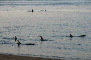 assassino baleia família, Caçando mar leões em a paragoniano costa, Patagônia, Argentina foto