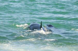 orca patrulhando a litoral, Península valdes, Patagônia, Argentina. foto