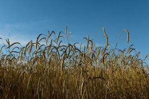 trigo espigões ,cereal plantado dentro la pampa, Argentina foto